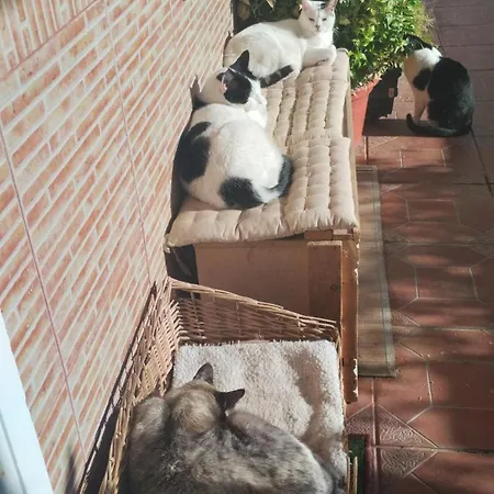 Muy Centrica Torremolinos