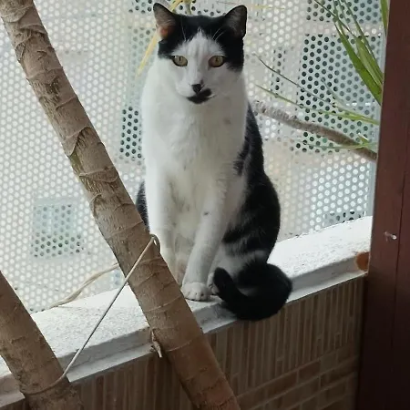 Séjour chez l'habitant Muy Centrica *