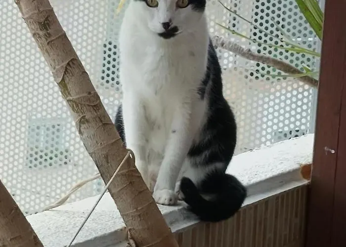 Проживание в семье Muy Centrica *